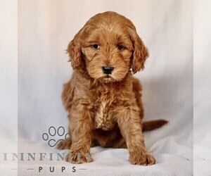 Goldendoodle (Miniature) Puppy for sale in LEOLA, PA, USA