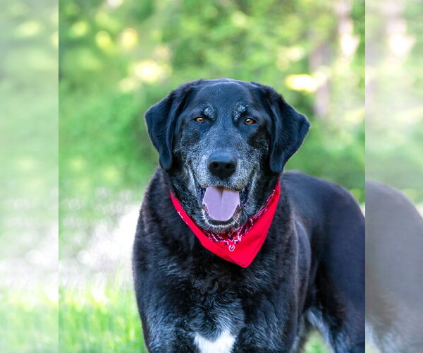Medium Photo #3 Labrador Retriever-Unknown Mix Puppy For Sale in Unionville, PA, USA