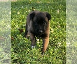Small #2 Belgian Malinois