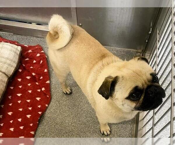 Medium Photo #1 Pug Puppy For Sale in Orange, CA, USA