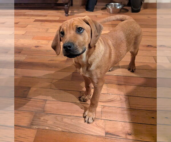 Medium Photo #16 Mutt Puppy For Sale in Vail, AZ, USA