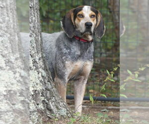 Hooch - Sponsored! - Male Bluetick Coonhound-Unknown Mix Dog for Adoption - Photo #4