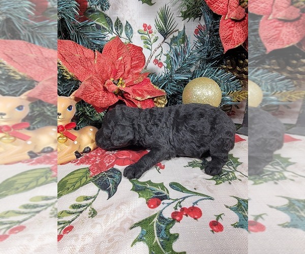 Medium Photo #40 Poodle (Toy) Puppy For Sale in BLACK FOREST, CO, USA