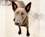 Small #1 Doberman Pinscher Mix
