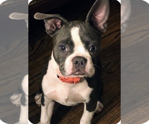 Boston Terrier Puppy for Sale in WOODSTOCK, Georgia USA