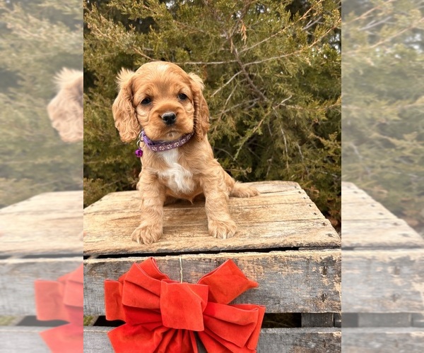 Medium Photo #2 Cocker Spaniel Puppy For Sale in MIDDLEBURY, IN, USA