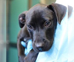 American Staffordshire Terrier-Unknown Mix Dogs for adoption in San Antonio, TX, USA