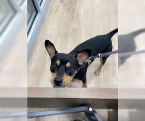 German Shepherd Dog-Unknown Mix Dogs for adoption in Pearland, TX, USA