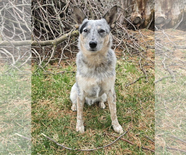 Medium Photo #6 Mutt Puppy For Sale in Farmington, MN, USA