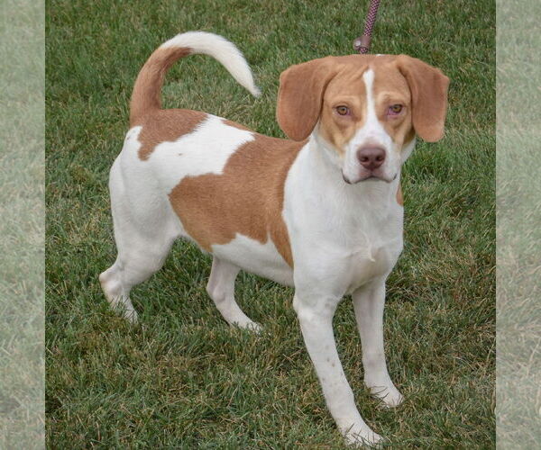 Medium Photo #2 American Foxhound-Beagle Mix Puppy For Sale in Huntley, IL, USA