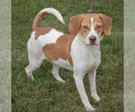 Small #1 American Foxhound-Beagle Mix