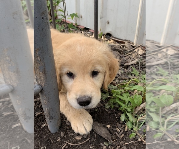 Medium Photo #1 Golden Retriever Puppy For Sale in HILBERT, WI, USA