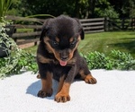 Small #2 Rottweiler