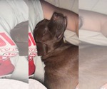 Small #7 American Pit Bull Terrier Mix