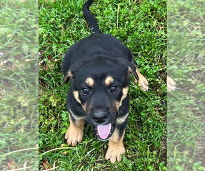 German Shepherd Dog-Unknown Mix Dogs for adoption in Claremore, OK, USA