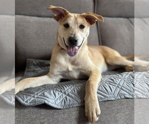 Labrador Retriever-Unknown Mix Dogs for adoption in LAKE ST LOUIS, MO, USA