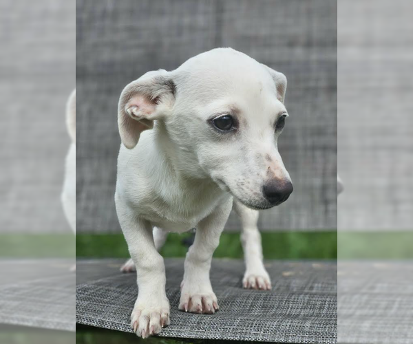 Medium Photo #4 Chiweenie Puppy For Sale in Cranston, RI, USA