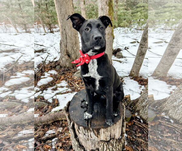 Medium Photo #2 Labrador Retriever-Unknown Mix Puppy For Sale in Rockaway, NJ, USA
