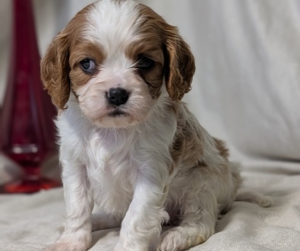 Medium Photo #4 Cavalier King Charles Spaniel Puppy For Sale in GOSHEN, IN, USA