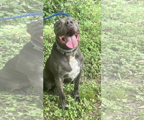 Medium Photo #5 American Pit Bull Terrier-American Staffordshire Terrier Mix Puppy For Sale in Munford, TN, USA