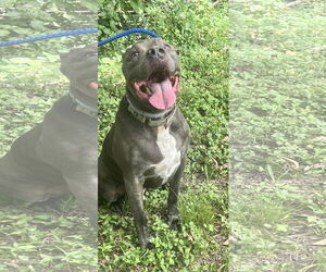 Kingston needs foster home (See Video) - Male American Pit Bull Terrier-American Staffordshire Terrier Mix Dog for Adoption - Photo #5