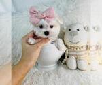 Small #12 Maltese