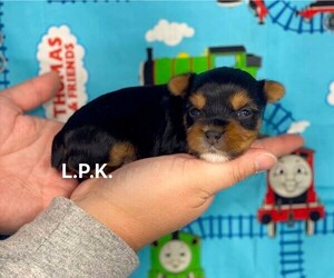 Yorkshire Terrier Puppy for sale in WINNSBORO, LA, USA