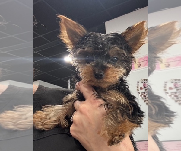 Medium Photo #10 Yorkshire Terrier Puppy For Sale in STUART, FL, USA