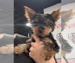 Small #9 Yorkshire Terrier