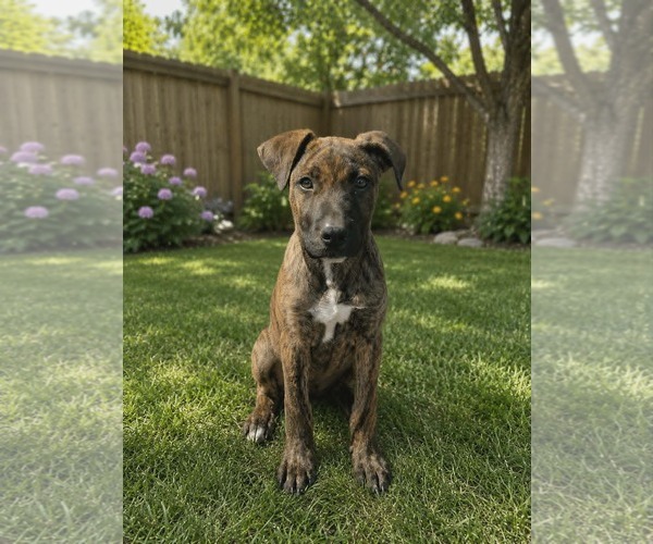 Medium Photo #5 Mutt Puppy For Sale in Woodbury, NY, USA
