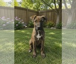 Small #4 Mutt