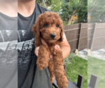 Small #6 Goldendoodle (Miniature)