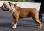 Small Photo #1 Bulldog Puppy For Sale in CHELSEA, MA, USA