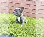 Small Photo #97 French Bulldog Puppy For Sale in COLUMBUS, OH, USA