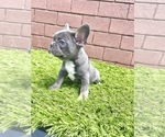 Small #96 French Bulldog