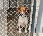 Small Beagle