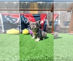 Image preview for Ad Listing. Nickname: BlueTan Fluffy