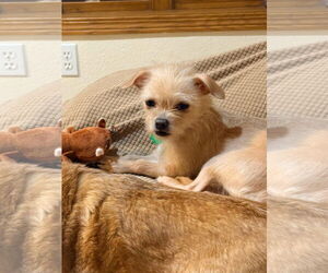 Chihuahua-Unknown Mix Dogs for adoption in New London, WI, USA