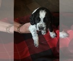 Small #5 English Springer Spaniel