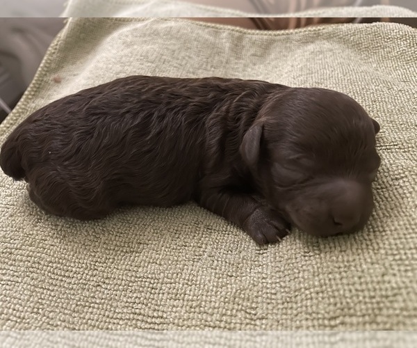 Medium Photo #8 Poodle (Toy) Puppy For Sale in MURRIETA, CA, USA