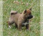 Small Photo #1 Shiba Inu Puppy For Sale in THREE RIVERS, MI, USA