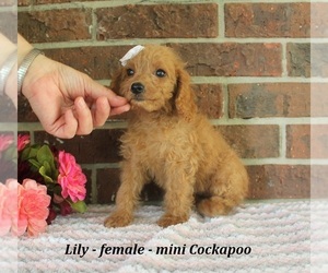 Cockapoo (Miniature) Puppy for sale in CLARKRANGE, TN, USA