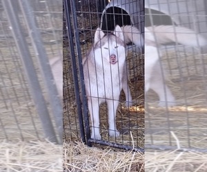 Mother of the Siberian Husky puppies born on 04/04/2025