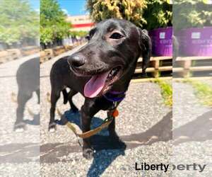 LIBERTY - Female Labrador Retriever-Unknown Mix Dog for Adoption - Photo #3