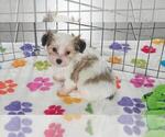 Bandit - Male Papitese Puppy for Sale - Photo #4