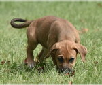 Small Photo #6 Australian Shepherd-Beagle Mix Puppy For Sale in Mechanicsburg, PA, USA