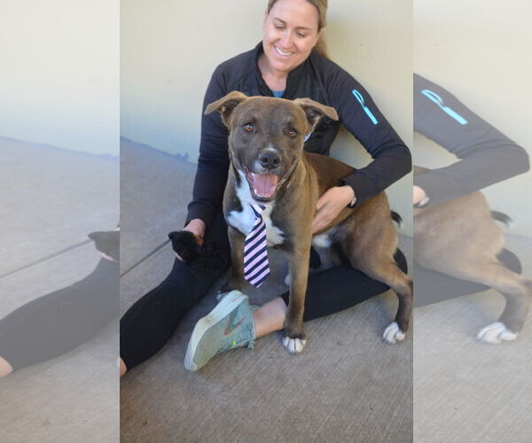 Medium Photo #2 Labrador Retriever-Unknown Mix Puppy For Sale in McKinney, TX, USA