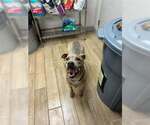 Small Staffordshire Bull Terrier Mix
