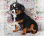 Small #5 Miniature Australian Shepherd