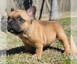 French Bulldog Puppy for sale in FRESNO, CA, USA
